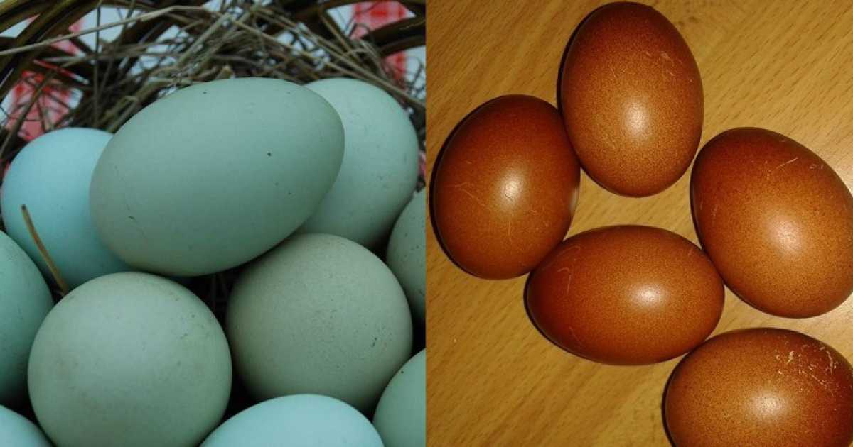 Lecce, galline che fanno le uova azzurre e color cacao: �Sono naturali, nascono cos�